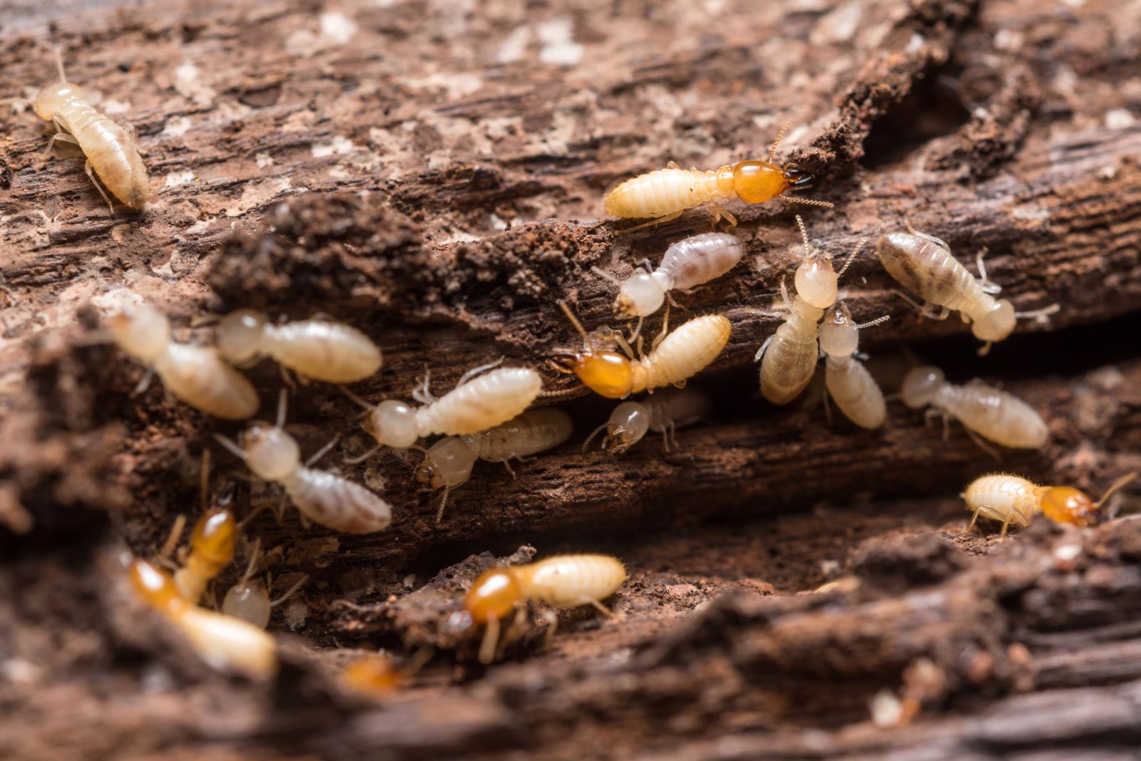 Diagnostic termites, pour assurer la solidité de la construction